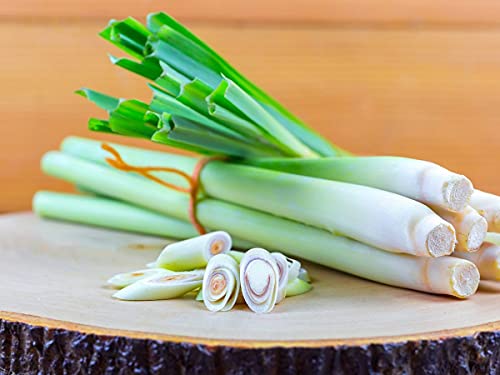 Raise Me Up: Seeds Lemongrass Cymbopogon Non Gmo Heirloom #TOP17
