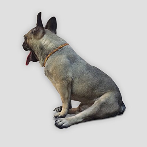 Bernsteinhalsband für Hunde und Katzen - 100% natürliche baltische Bernsteinperlen - 20cm