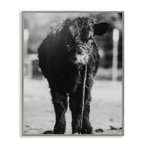Baby Cattle Calf Farm Photography, 16 x 20 Inch Framed Giclée Print