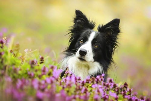Amazon Co Jp かわいい子犬ボーダーコリー動物の写真 キャンバス印刷アートポスター 70cmx105cm ホーム キッチン