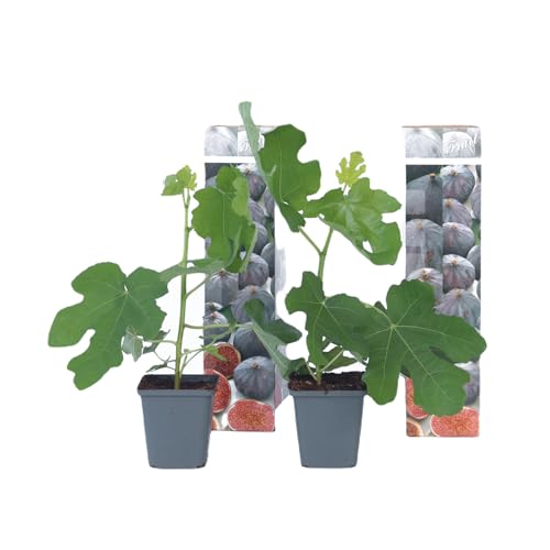 Plant in a Box - Ficus Carica 'Fig Tree' - Set de 2- Maceta 9cm - Altura 25-40cm