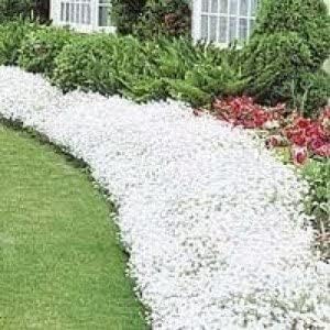 Cerastium tomentosum - Oreille de souris -couvre sol, blanc