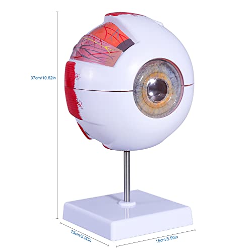 Faruijie ZYANJINGMOXING6BEI 6 Times Enlarged Human Eye Anatomical Model thumb #5