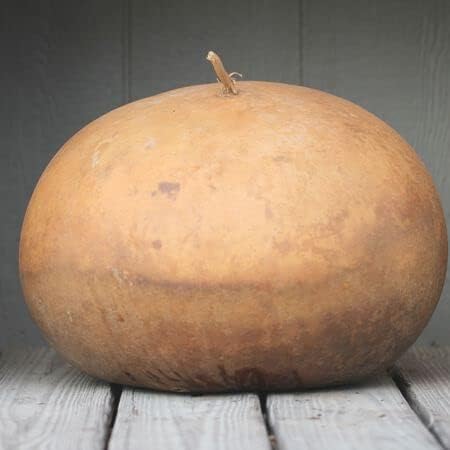 CZ Grain Bushel Gourd Seeds