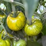 semillas de tomate orgánico variedades antiguas, para balcón, resistentes de jardín interior, 100pcs