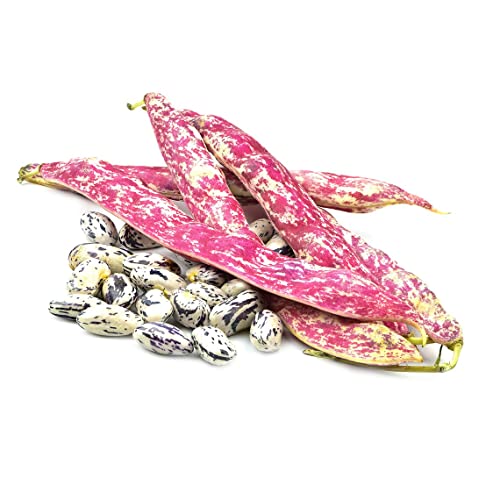 Dragons Tongue Dutch Heirloom Bush Bean Premium Seeds for Planting Packet