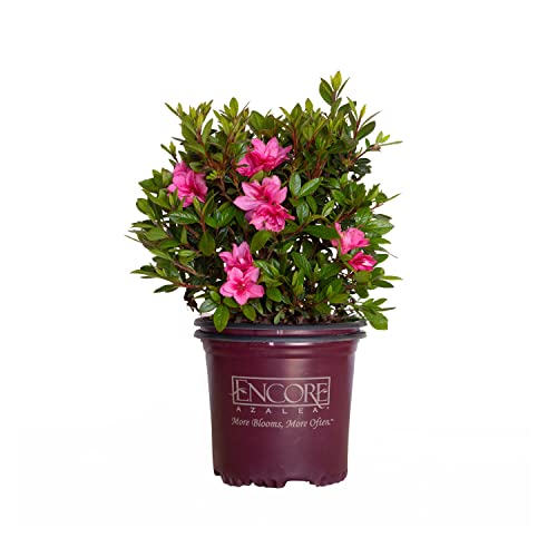 Encore Azalea Autumn Empress (1 Gallon) Pink Flowering Shrub - Full Sun Live Outdoor Plant Encore Azalea Autumn Empress (1 Gallon) Pink Flowering Shrub - Full Sun Live Outdoor Plant
