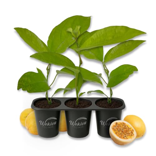 Giant Granadilla Passion Fruit Plant - 3 Live Starter Plants - Passiflora Quadrangularis - Edible Fruit Bearing Vine for The Patio and Garden