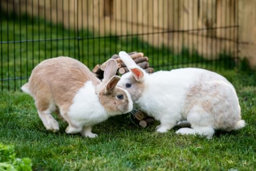 New Country Organics Rabbit Food Pellets | Essential Bunny Supplies | Corn-Free and Soy-Free | 15% Protein Rabbit Feed for Healthy Hoppers | Certified Organic and Non-GMO | 40 lbs