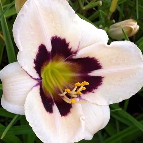 6x Lis d’un jour 'Moonlite Masquerade' – Hemerocallis 'Moonlite Masquerade' – Godet 9x9cm | Pétales crème à cœur violet, décoratif