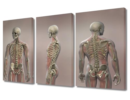 Rebotipy 3-Panel Skeleton X-Ray Wall Art 36