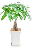 ✅【miipasが贈る本物の観葉植物 パキラ（5号）】お手入れ簡単でおしゃれな観葉植物パキラ（植木鉢5号サイズ）を、手軽にリビング・玄関・オフィスのインテリアに。本物の観葉植物は初めてという方にもぴったりで育てやすいパキラを、5号鉢サイズの大きなサイズでお届けします。パキラの中でも「ねじり」と呼ばれる、幹が編み込まれているタイプは美容室やサロンでよく見かけるオシャレなタイプです。 全体サイズ：幅25〜35cm、高さ45〜55cm 鉢のサイズ：幅11cm、高さ19cm ✅【風水として幸運の木とされ...