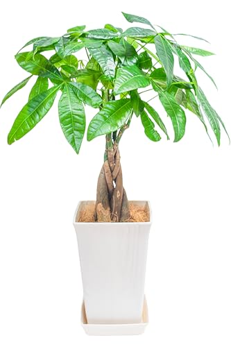 miipas パキラ 5号鉢 観葉植物