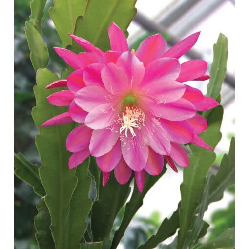 Jungle Cactus Orchid Plants | Epiphyllum Pink Cactus | 1 Healthy Live Plant with Pot