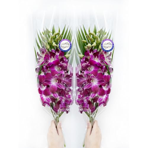 Sunne Tropical OrchidClub USA Fresh Cut Flowers Dendrobium Orchids (10 Stems PURPLE)