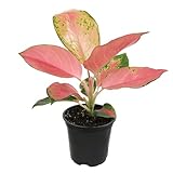 China Red Aglaonema Chinese Evergreen Live Plant, Exotic House Plants Live Tropical Plants, Rare House Plants Indoors Live Plants Indoor Plants Live Houseplants Live Indoor by Plants for Pets
