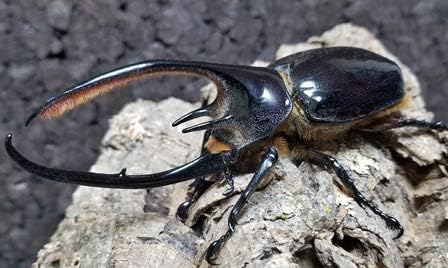 Amazon 大迫力 ネプチューンオオカブトムシ 胸角118 0 頭角125 0 63 0 成虫 ペア no 2 Breeder S Company ブリーダーズカンパニー 昆虫 通販