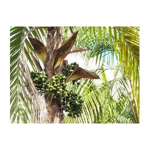 Izaan 10 Bactris gasipaes Perzik Palm plantenzaden