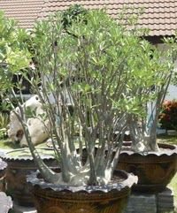 Amazon｜【種子】Adenium Arabicum cv. Dwarf PMK ◇アデニウム