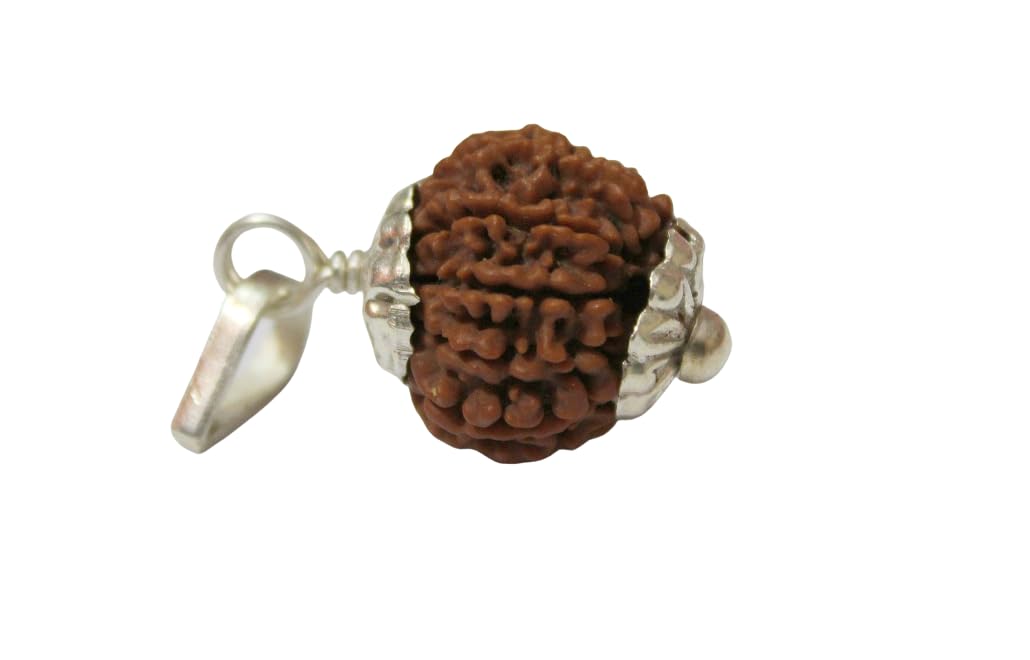 16 Mukhi Rudraksha: Certified Nepali Pendant -2