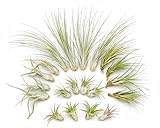 Lot de 20 Tillandsias (5 Variétés x4) – Plantes Aériennes 5–22 cm – Entretien Facile sans Terre – Broméliacées – Plantes Décoratives pour Maison, Terrarium, Bureau & Cadeau – Emballage Sans Plastique
