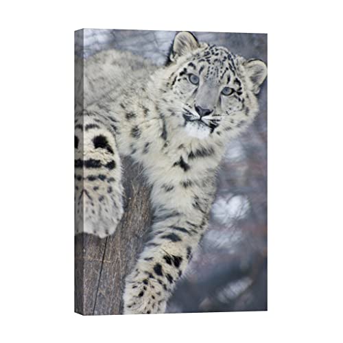 Toile canvas animaux dca011-2 une présence lumineuse et rassurante la nuit