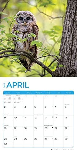 2023 Owls Monthly Wall Calendar By Bright Day, Made In The Usa, 12 X 12 Inch, Beautiful Nature Wildlife Animal Photography #TOP3