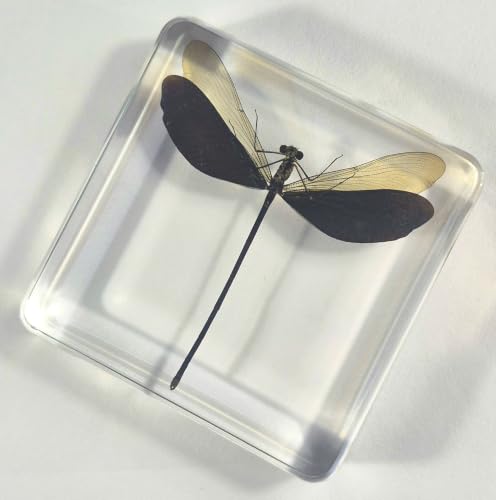 Image of 2.9 inch Real Blue Green Metalwing Damselfly in Crystal Clear Lucite Resin Paperweight Specimen Preserved Neurobasis Kaupi Insect Taxidermy Collection for Biology Science Education & Desk Ornament Display