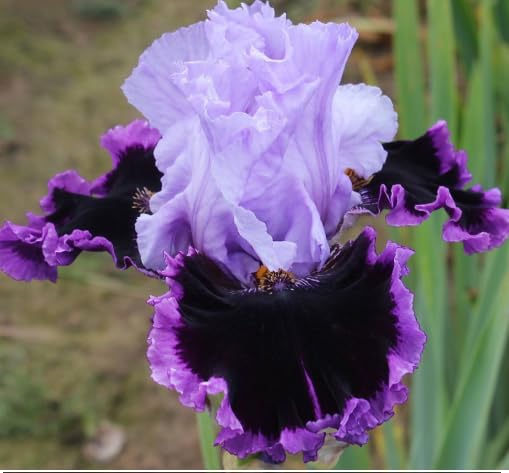 Bearded Iris Plants for Planting, Ornamental Perennial for Garden Border Yard Decor-that Grow Fast/Golden Jade Carving-4 Bulbs-F
