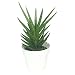 Panda Pots 50 Plant Pots - 3 Inch Diameter - Perfect for Succulents - 100% Recycled Plastic - Made in USA - Strong, Reusable - By trade;