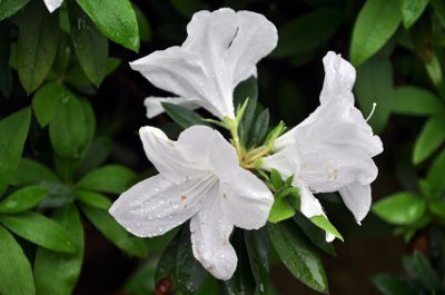 Brighter Blooms Delaware Valley White Azalea - 1 Gallon #TOP1