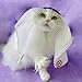 MANON ROSA Cat Costume-Qatar World Cup Pet Hat for Cats Dogs Hamsters Kittens Puppies Rabbits Bunnies - Cosplay Apparel for Halloween and Sports-Themed Parties (M(pets1-4lb))