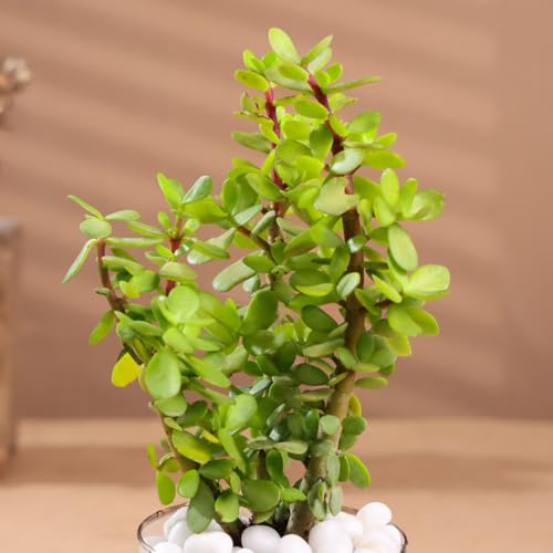 Image of FlowerAura Live Indoor Good Luck Jade Terrarium Plant in Glass Pot for Living Room, Balcony, Home /Office Decor | Premium Gifting | Improving Air Quality | Reducing Stress (Same Day Delivery)