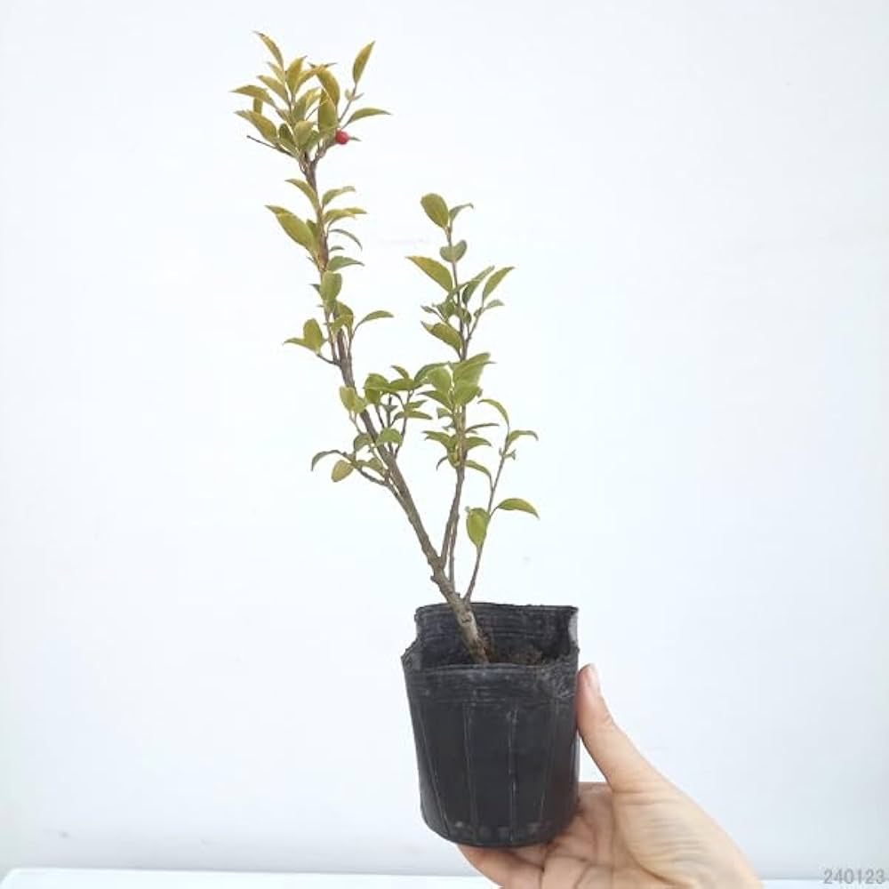 Amazon.co.jp: クロソヨゴ3.5号ポット[黒ソヨゴ・ウシカバ