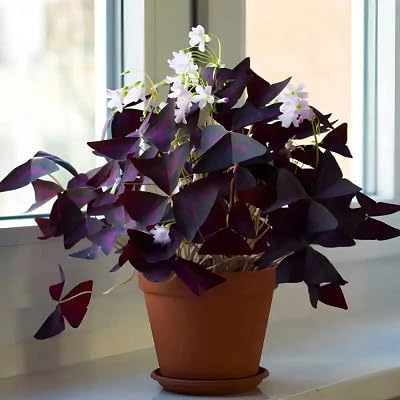 90pcs Oxalis Flower Seeds