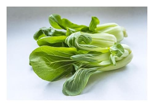Stk - 30x Pak Choi Xotica Collection Gemüse Garten Pflanzen - Samen KS135 - Seeds & Plants Shop by Ipsa