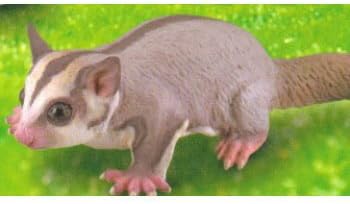 Amazon カプセルqミュージアム ふしぎペットコレクション 5 フクロモモンガ 単品 カプセル玩具 おもちゃ