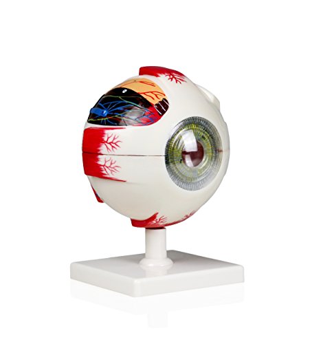 Parco Scientific B10413 Human Eye | Separates into 7 parts for closer examination of interior structures | 4X enlarged model | Labeled diagram included | Mounted on a stand