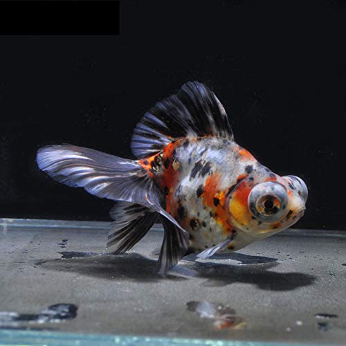 高級金魚特集 優雅で美しい高級金魚の魅力と高価な理由 おすすめ種7選 トロピカ