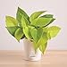 Ugaoo Golden Money Plant Indoor With Self Watering Pot