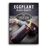 1 Pack Black Beauty Eggplant Seed for Planting - Packet with Instructions to Grow Purple Aubergine Plants in Your Home Vegetable Garden - Non-GMO Heirloom Variety - Survival Garden Seeds