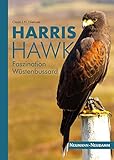  Harris Hawk: Faszination Wüstenbussard