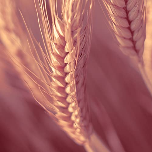 Naissance Olio di Germe di Grano Vergine (No. 239)...