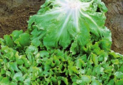 Pezzi - 40x Indivie Breitblatt Vollherz Inverno Diva - Indivie Seme Verdure KS541 - Seeds & Plants Shop by Ipsa