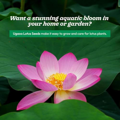 Image of Ugaoo Lotus Seeds for Planting with Sandpaper - Pack of 20 Seeds | High-Germination Lotus Seeds for Planting in Water, Home Garden & Ponds
