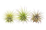 3 Ionantha Guatemala Air Plants/FREE Care Guide/Blooming Air Plant