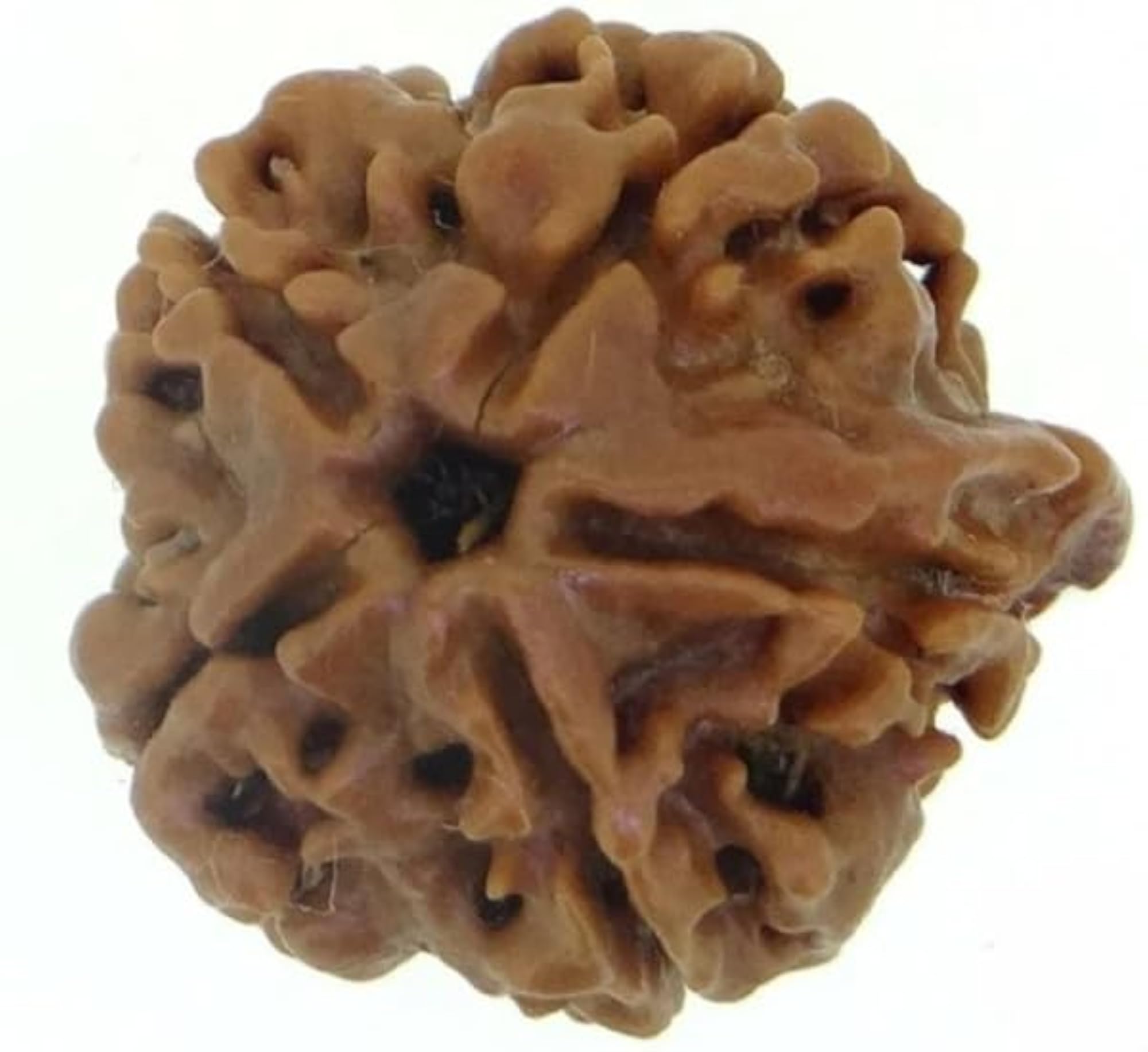 Panchmukhi Ganesh Rudraksha, Original Lab Certified