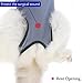 kzrfojy Cat Surgery Recovery Suit Cat Onesie for Cats After Surgery Spay Surgical Abdominal Wound Skin Diseases E-Collar Alternative Wear (Grey-Blue-M)