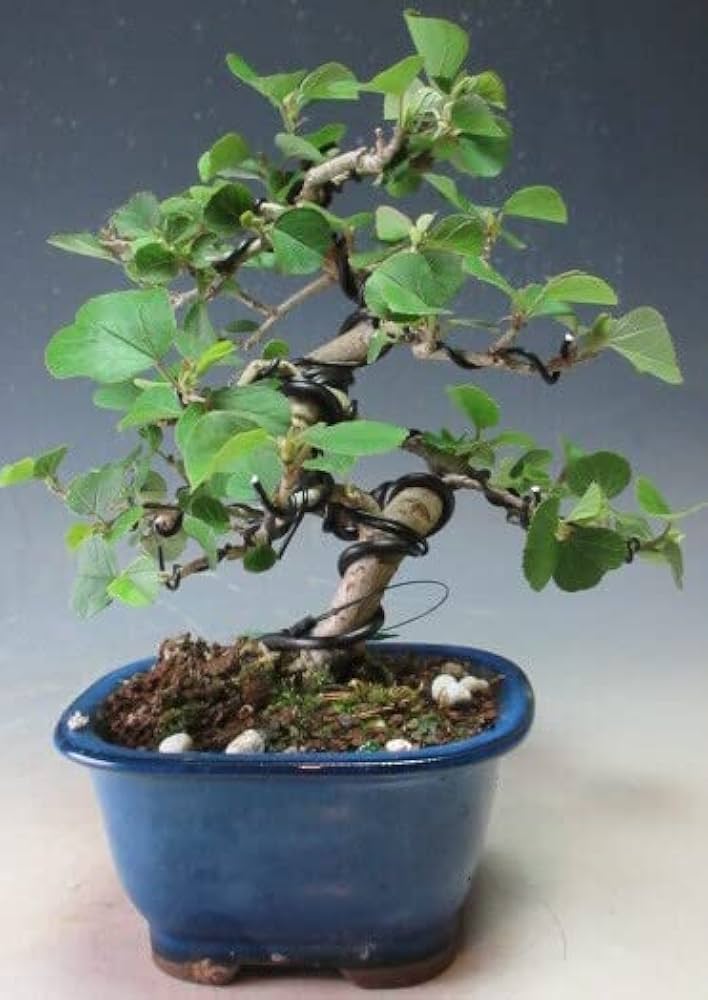 ハマボウの寄せ植え盆栽 ハマボウの寄せ植え｜盆栽妙 – 盆栽妙 本店