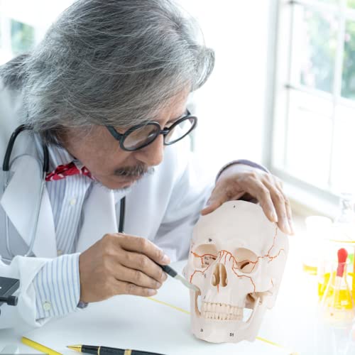 Image of breesky Anatomy Skull Model of Medical: 3-Parts Numbered Removable Anatomical Skull Model - Mini Human Skull Anatomical Model for Medical Research.